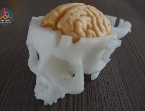 Brain Parts and Skull